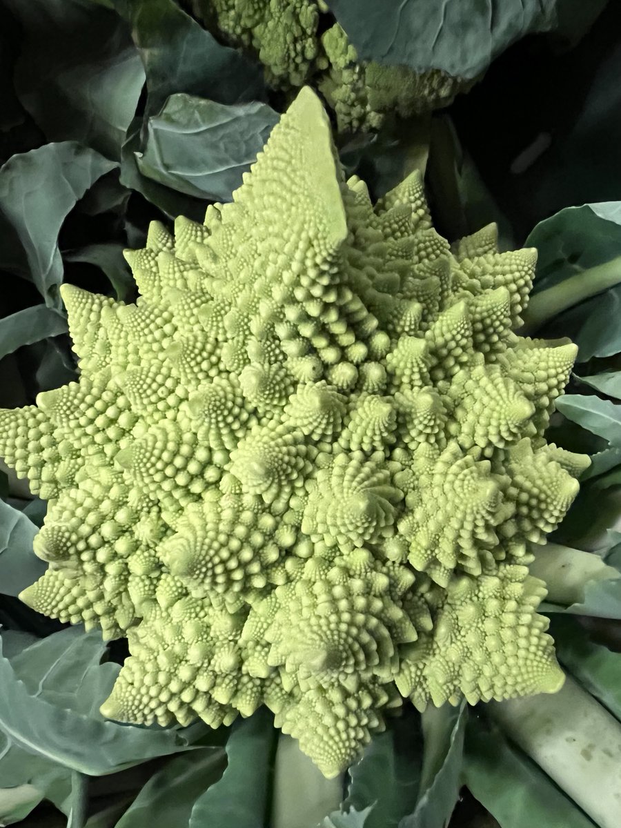 tomvdb's tweet photo. I found my new favorite vegetable https://t.co/IXBVTSCOSE