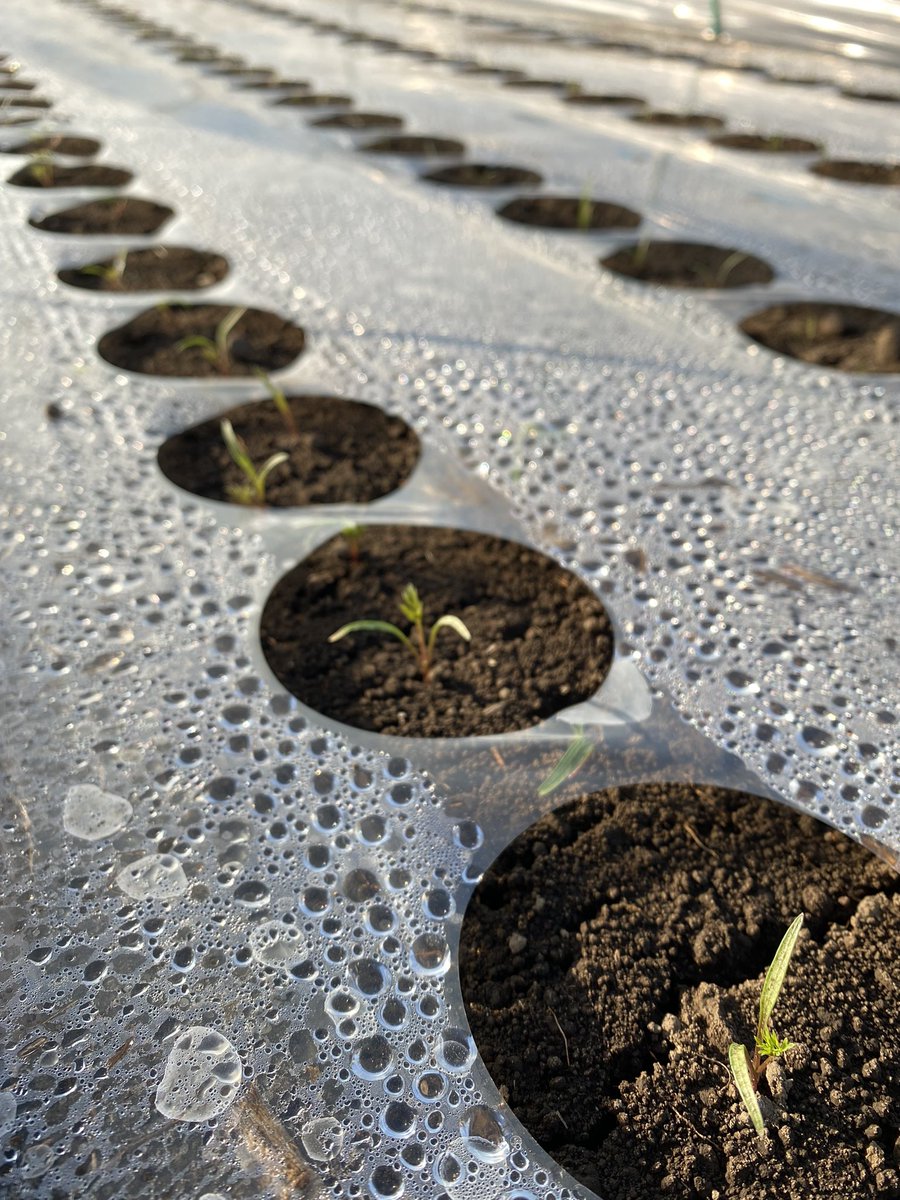 shitofarm's tweet photo. 来年の春人参を植え付けしてマルチング&amp;トンネル張り🌱

昨日から秋冬人参も掘り始めました！🥕

植えたり掘ったり忙しいけど、美味しい人参を作るために頑張りマッスル💪

4枚目は生後2週間の新芽ちゃん🥰 https://t.co/FjkCCz3NNe