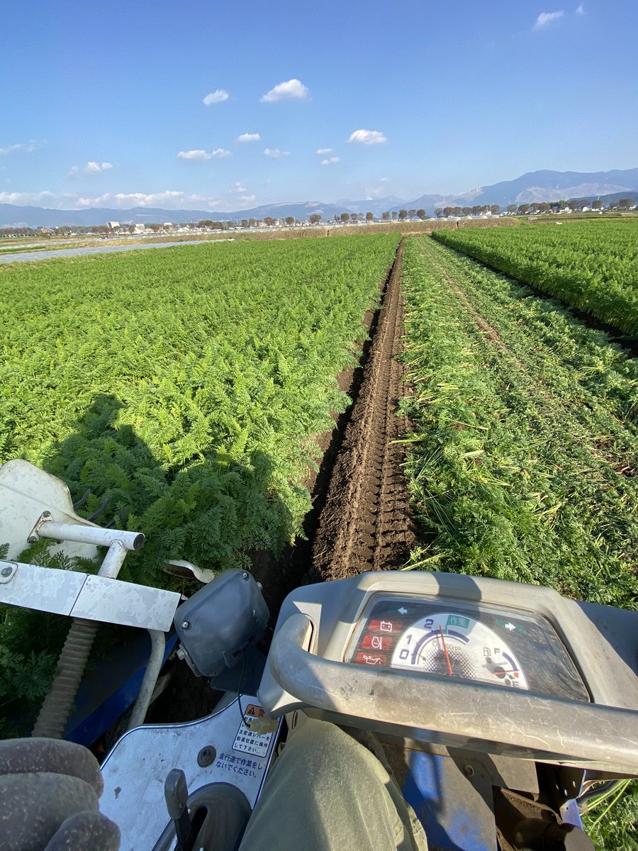 shitofarm's tweet photo. 来年の春人参を植え付けしてマルチング&amp;トンネル張り🌱

昨日から秋冬人参も掘り始めました！🥕

植えたり掘ったり忙しいけど、美味しい人参を作るために頑張りマッスル💪

4枚目は生後2週間の新芽ちゃん🥰 https://t.co/FjkCCz3NNe