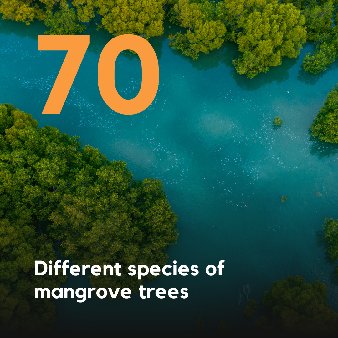 DID YOU KNOW... the term mangrove applies to trees and shrubs that grow in coastal saline or brackish water 🌱💦

Mangrove trees are far from homogenous. There are 70 different types of plants that are classed as mangroves.