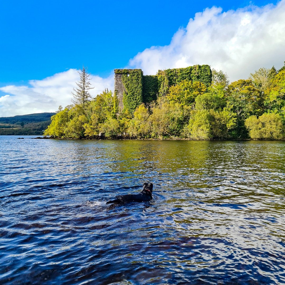 Welcome to Molly's favourite castle since you can only get there by swimming (or boat).

Innis Chonnel Castle on Loch Awe is the older, less visited sister of Kilchurn Castle, further along the loch. 

#YS2022 #TalesOfScotland #WildAboutArgyll
