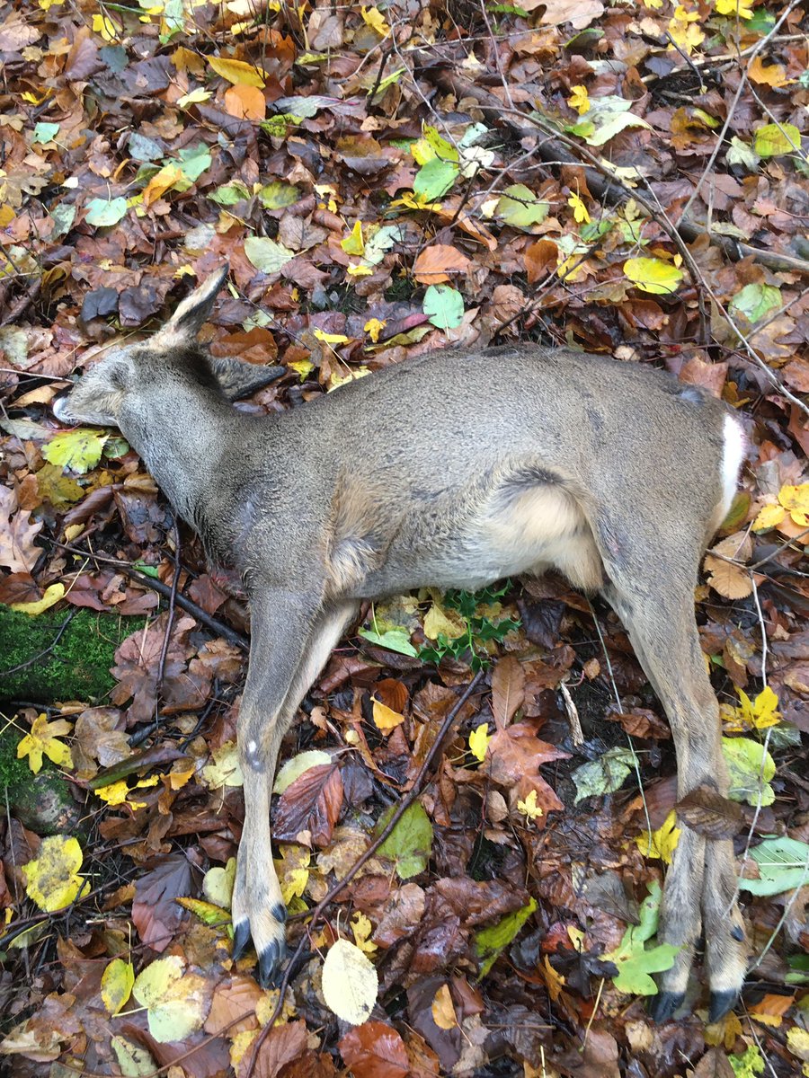 Kirklees Badger Protection Group on Twitter "Five deer killed on