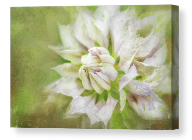 BelindaGreb's tweet image. Pale Pink Clematis by Belinda Greb Canvas Prints available! belinda-greb.pixels.com/products/pale-…
#photography