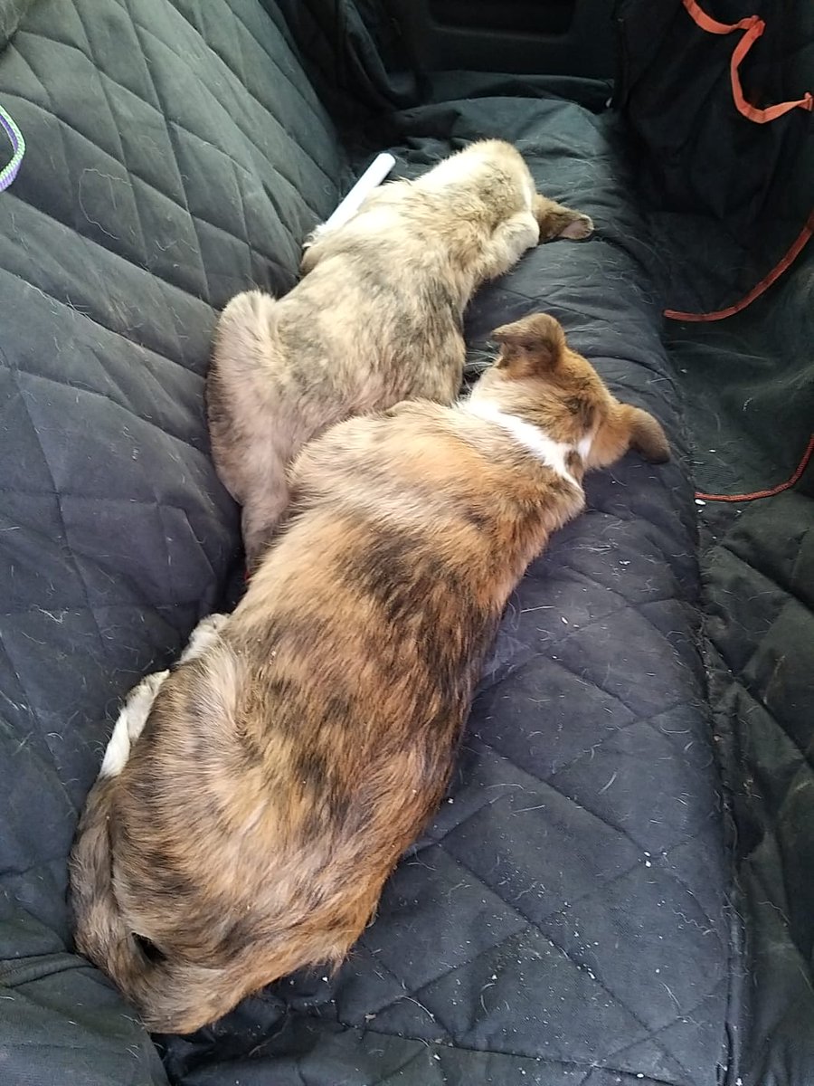 Elena Stoliarova tweet media