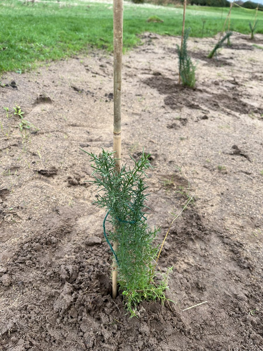 350 gorse plants have been planted on hole 16 giving it some more definition and character <a href="/LeasoweGolfClub/">Leasowe Golf Club</a>