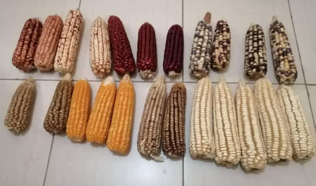 Namfumu Conservation Trust (@namfumut) on Twitter photo Indigenous seed here <a href="/NjokiNjehu/">Njoki Njehu</a> @AGRAAlliance <a href="/KenyaFollowers/">Kenya Followers</a> <a href="/nickcave/">Nick Cave & The Bad Seeds</a> <a href="/FraFood/">Food Reserve Agency (FRA)</a> <a href="/ZCCN_Official/">Zambia Climate Change Network</a> <a href="/PACJA1/">PACJA</a> <a href="/AUC_CAADP/">AUC CAADP</a> <a href="/FAOZambia/">FAO Zambia</a> <a href="/IFADPresident/">Alvaro Lario</a> <a href="/AfDB_Group/">African Development Bank Group</a> <a href="/NEPAD_Agency/">AUDA-NEPAD</a> @comesa_lusaka <a href="/ECA_OFFICIAL/">ECA</a> <a href="/AgriSA1904/">Agri SA</a> <a href="/seedclubhq/">SEED CLUB</a> <a href="/Africa_Conf/">Africa Confidential</a> Indigenous seed here <a href="/NjokiNjehu/">Njoki Njehu</a> @AGRAAlliance <a href="/KenyaFollowers/">Kenya Followers</a> <a href="/nickcave/">Nick Cave & The Bad Seeds</a> <a href="/FraFood/">Food Reserve Agency (FRA)</a> <a href="/ZCCN_Official/">Zambia Climate Change Network</a> <a href="/PACJA1/">PACJA</a> <a href="/AUC_CAADP/">AUC CAADP</a> <a href="/FAOZambia/">FAO Zambia</a> <a href="/IFADPresident/">Alvaro Lario</a> <a href="/AfDB_Group/">African Development Bank Group</a> <a href="/NEPAD_Agency/">AUDA-NEPAD</a> @comesa_lusaka <a href="/ECA_OFFICIAL/">ECA</a> <a href="/AgriSA1904/">Agri SA</a> <a href="/seedclubhq/">SEED CLUB</a> <a href="/Africa_Conf/">Africa Confidential</a>