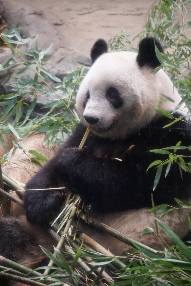 パンダ (@KesRE33g0me63gG) / Posts / X