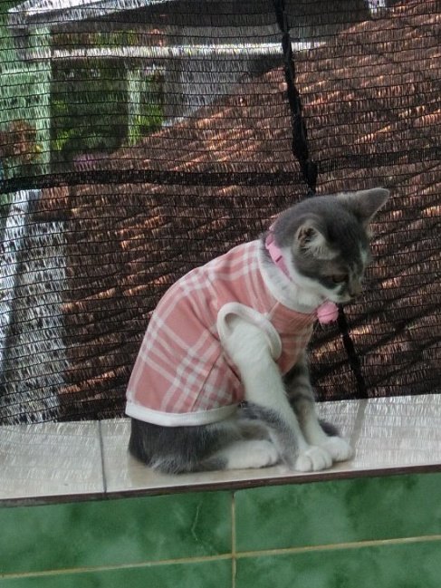 Autumntist's tweet image. Pipo pake baju