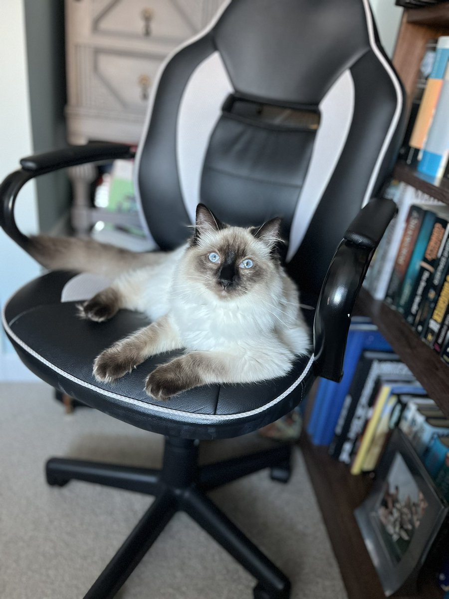 CatkinsMaverick's tweet photo. Now I’m 6 months olds I gets my own chair in Mumms office! Propers executive now, tho I always mades the decisions anyways (sssh, she’s just didn’t know it!!) #maverick #catnotpilot #runningtheshow #CatsOfTwitter #KittensOfTwitter #ragdoll #wfh @EJM1978 🐾🐾 https://t.co/VrePPpBUqS