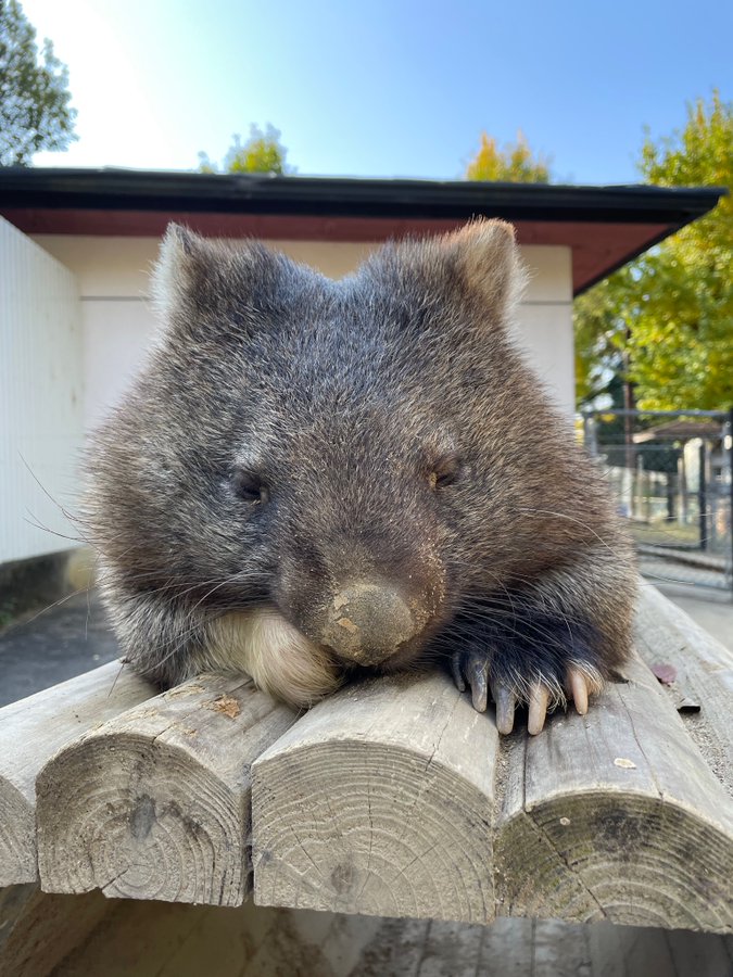ウォンバットてれび 大阪府池田市にある五月山動物園のウォンバットのライブカメラです