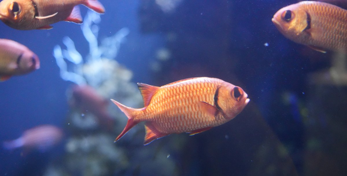 2OceansAquarium's tweet photo. These beauties are called #soldierfish ๐ Their big eyes and red colour allows them to comfortably inhabit deep and dark waters, as well as caves and crevices. ๐ https://t.co/S14jeSmlFo