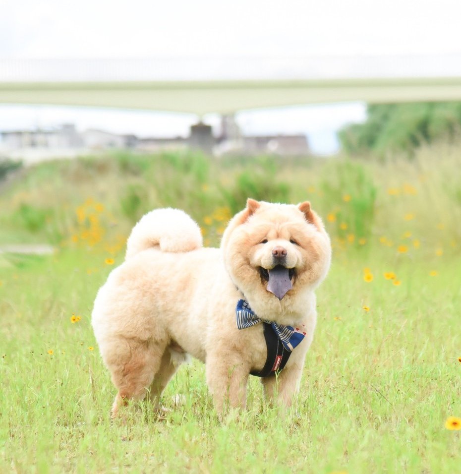 どんどん体格がよくなる犬さん アスリートみたいな筋肉の理由が衝撃 ドクター が 言われた衝撃的な言葉だ Togetter