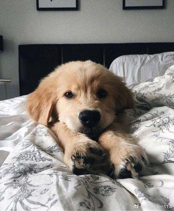 #LUCAS #루카스 #黄旭熙 #ルーカス