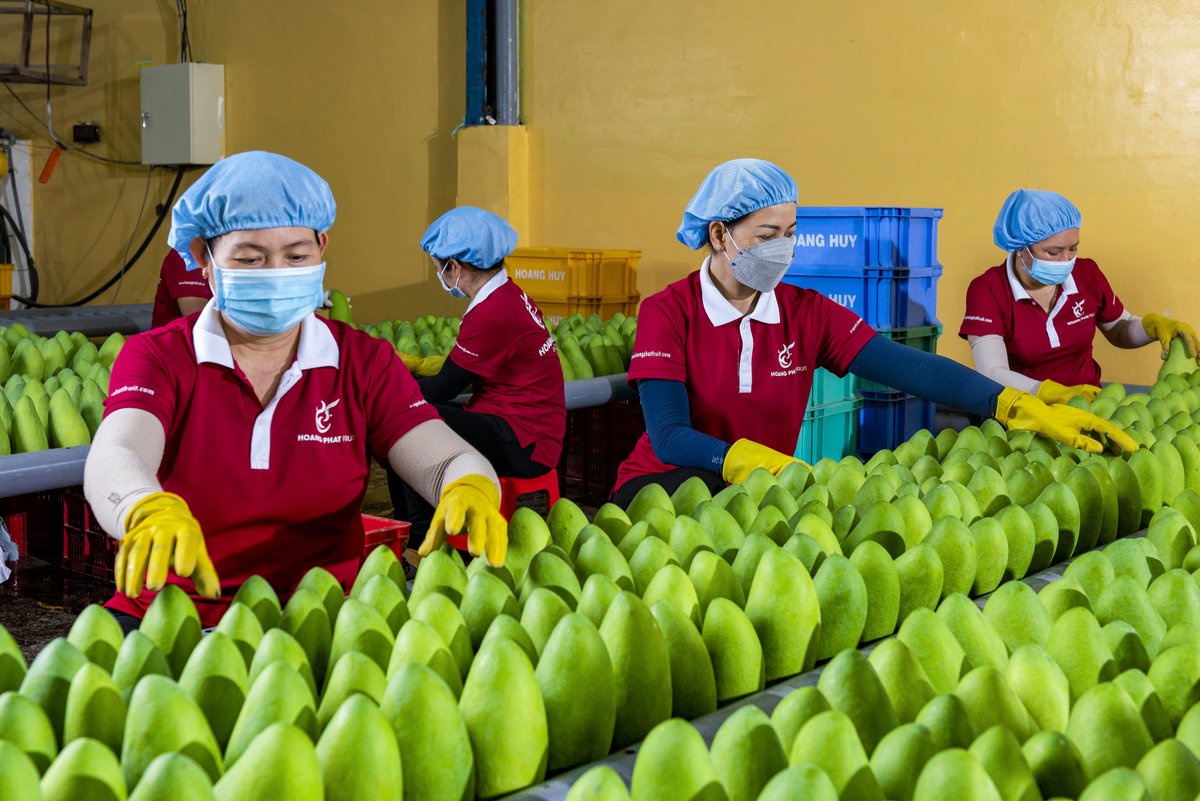 At Hoang Phat Fruit Exporting Enterprise, Standard Operating Procedures (#SOPs) for #mangoes, developed by <a href="/GqspVietnam/">GQSP Vietnam</a> and MARD partners, have been applied to increase efficiency, reduce post-harvest loss and increase export volume in high-value markets such as Korea and Japan.