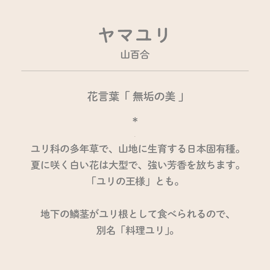 暦生活 こよみせいかつ 10周年 Al Twitter 今日の誕生花は ヤマユリ 山百合 花言葉は 無垢の美 です 夏に咲く白い花は大型で 強い芳香を放ち ユリの王様 とも呼ばれます 地下の鱗茎がユリ根として食べられるので 別名 料理ユリ とも 誕生花