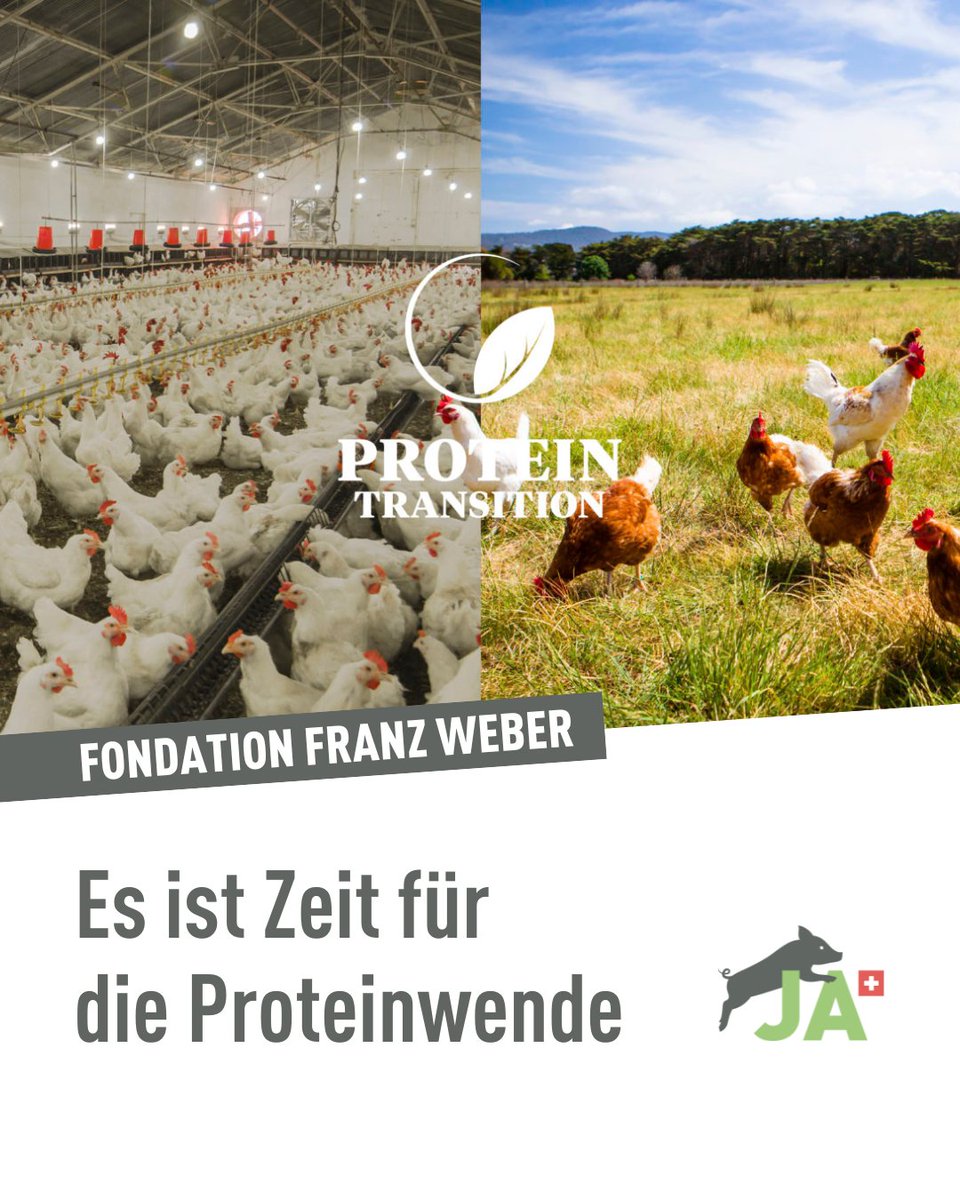 Die Fondation Franz Weber zeigt mit der «Proteinwende» auf, wie unser Ernährungssystem tierfreundlich und nachhaltig verändert werden muss. 🌾🌱

Erfahre mehr über ihre Arbeit und das Projekt 👉️ ffw.ch/proteinwende