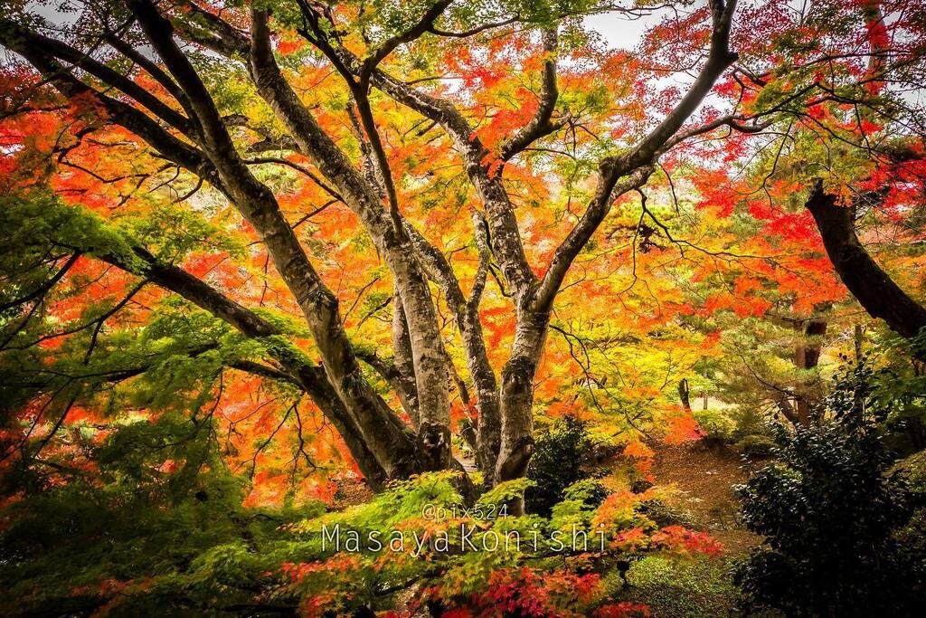 pix524's tweet photo. 美しい紅葉、福島県にて。
#instagramjapan #iloves_nippon #japan_insta #japan_daytime_view #landscape #beautiful_photo_jpn #写真を撮るのが好き #紅葉 #秋色 #秋景色 #igtravel #igtrip #love_landscape #japan_landscape #福島県 https://t.co/rbn3TKsXgB https://t.co/7VBxLvI9dm