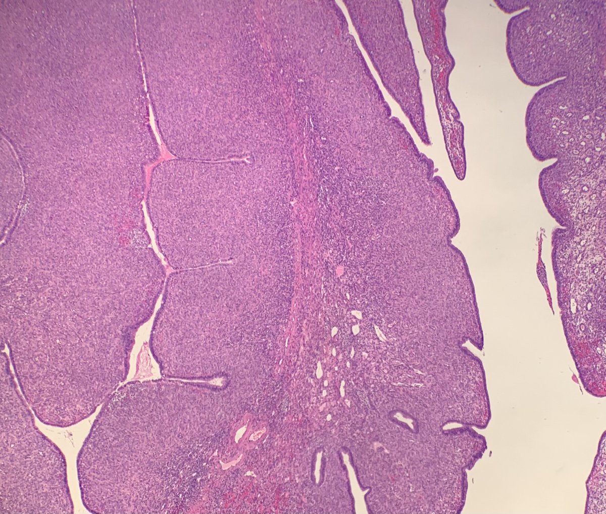 Janira Navarro tweet media