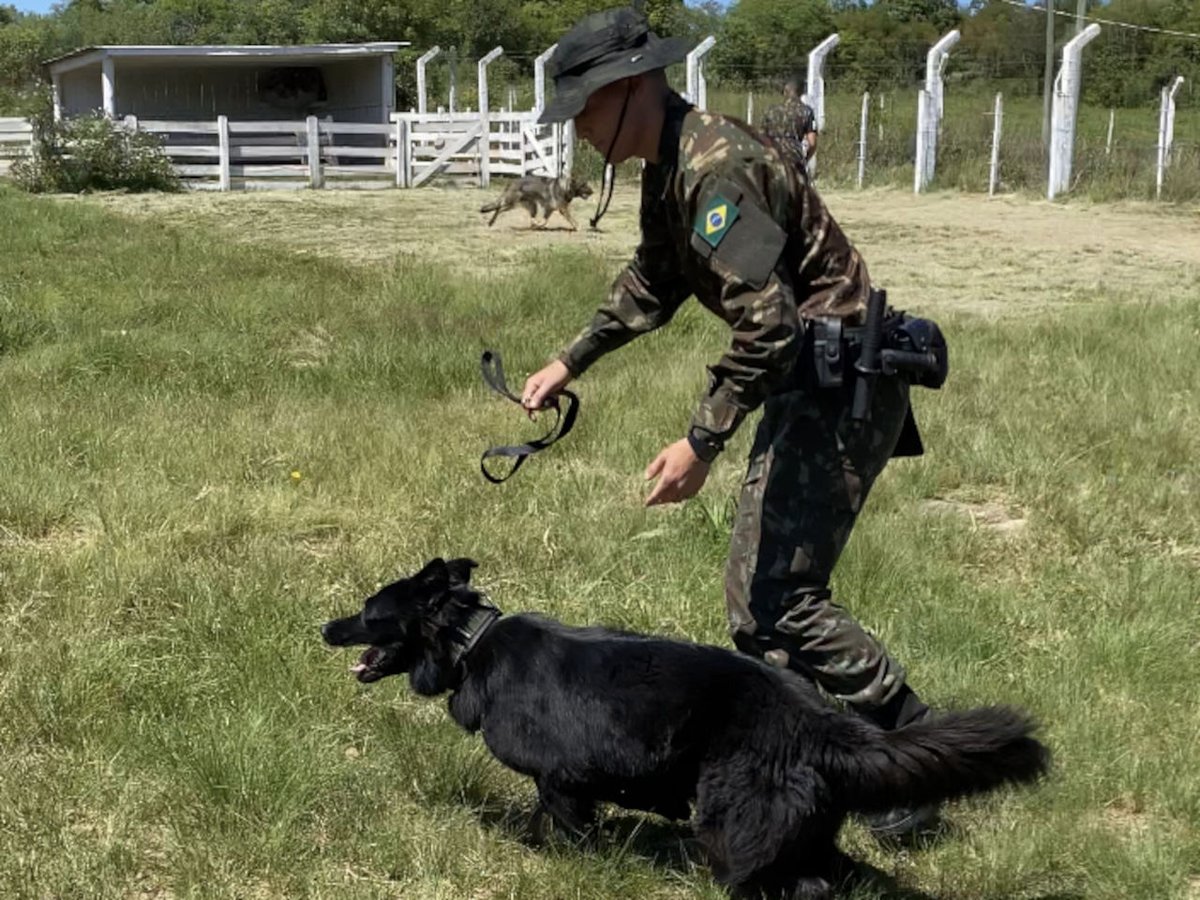 Cães de Trabalho Policial são foco de seminário da Polícia do Exército
▶dlvr.it/ScwL00
#BraçoForte #PreparoConstante