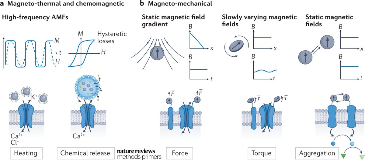 Nature Reviews Methods Primers (@methodsprimers) on Twitter photo Our latest Primer describes different magnetic transduction mechanisms, the design of nanotransducers and example applications for studying cell signalling and neuroscience. <a href="/AnikeevaLab/">Bioelectronics @ MIT</a> <a href="/mcgovernmit/">McGovern Institute</a> <a href="/mit_dmse/">DMSE at MIT</a> <a href="/RLEatMIT/">RLE at MIT</a> <a href="/PralleLab/">PralleLab</a> <a href="/RomerosLab/">Gabriela Romero</a>
go.nature.com/3TDVFBq Our latest Primer describes different magnetic transduction mechanisms, the design of nanotransducers and example applications for studying cell signalling and neuroscience. <a href="/AnikeevaLab/">Bioelectronics @ MIT</a> <a href="/mcgovernmit/">McGovern Institute</a> <a href="/mit_dmse/">DMSE at MIT</a> <a href="/RLEatMIT/">RLE at MIT</a> <a href="/PralleLab/">PralleLab</a> <a href="/RomerosLab/">Gabriela Romero</a>
go.nature.com/3TDVFBq