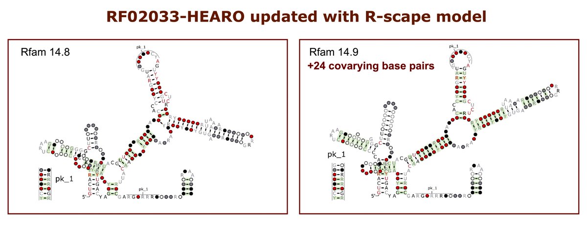 Rfam (@rfamdb) on Twitter photo šHEARO ncRNA rfam.xfam.org/family/RF02033 first reported by Zasha Weinberg in doi.org/10.1038/natureā¦, was improved with R-scape <a href="/RivasElenaRivas/">Dr Elena Rivas @elenarivas@qoto.org</a>. The updated model presents 24 more covarying basepairs, in green, and a different secondary structure. šHEARO ncRNA rfam.xfam.org/family/RF02033 first reported by Zasha Weinberg in doi.org/10.1038/natureā¦, was improved with R-scape <a href="/RivasElenaRivas/">Dr Elena Rivas @elenarivas@qoto.org</a>. The updated model presents 24 more covarying basepairs, in green, and a different secondary structure.
