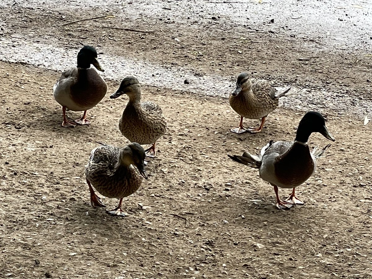 Ingleborough Care Farm tweet media