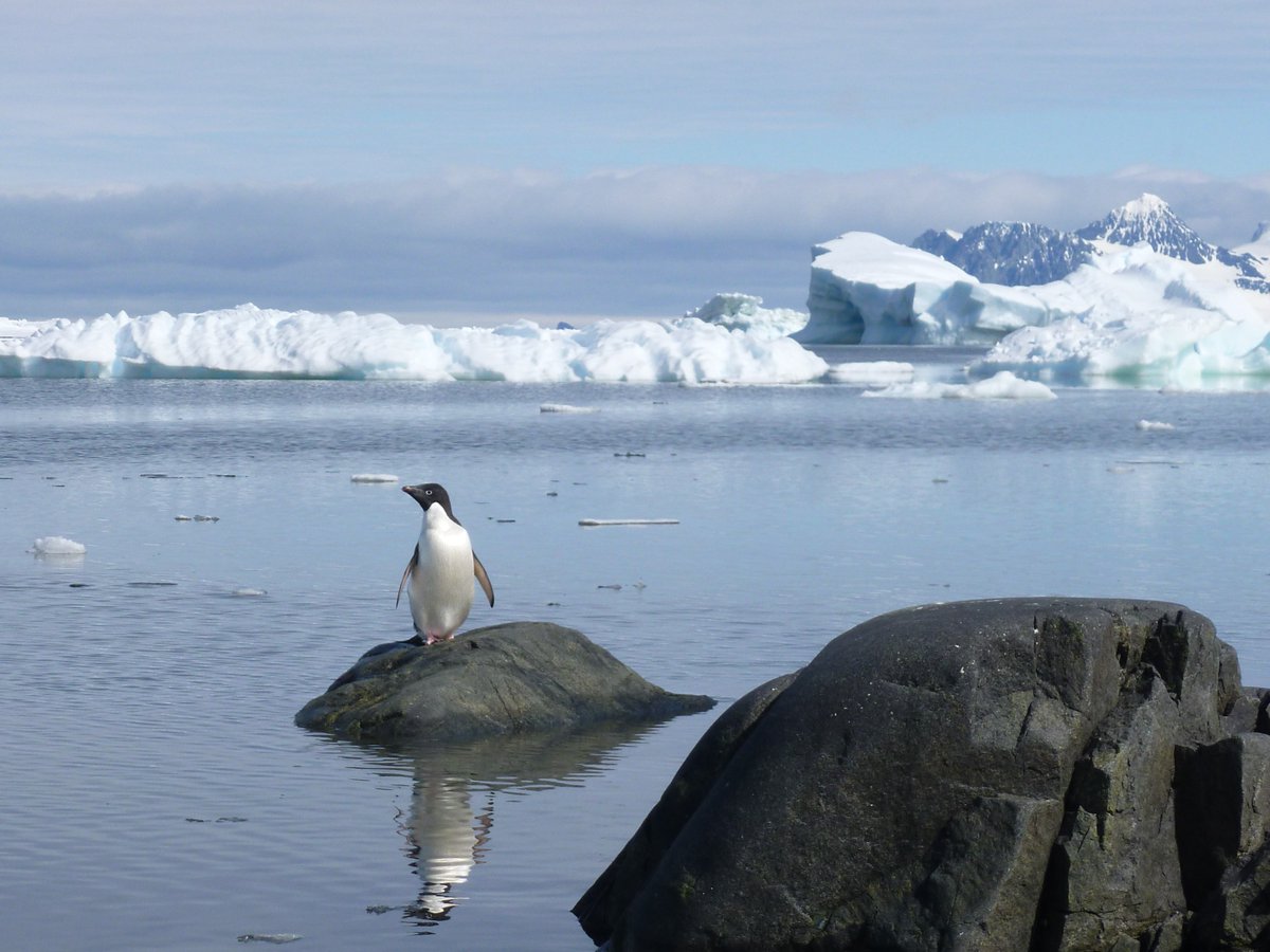 Happy to announce a #PhD opp with me, @DrJessMT @BestleySophie & @kent_rhona: 'Modelling #climate change impacts on #Antarctic #ecosystems using the Atlantis model'. Collaboration: @GeosciencesEd @IMASUTAS @CSIRO & CASE partner @WWF. Info: ed.ac.uk/e4-dtp/how-to-… @e3dtp Join us!