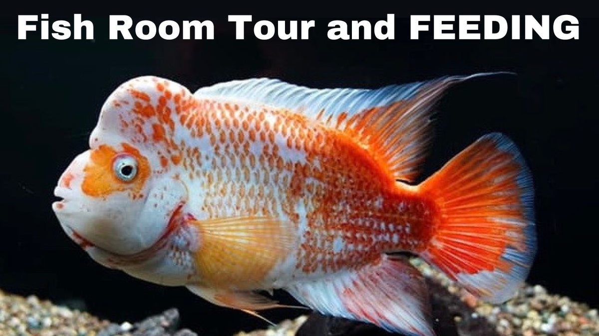 Dahlyvh's tweet image. November Fish Room Tour - BLACK FRIDAY PREVIEW - **FEEDING VIDEO** dlvr.it/ScxCcY