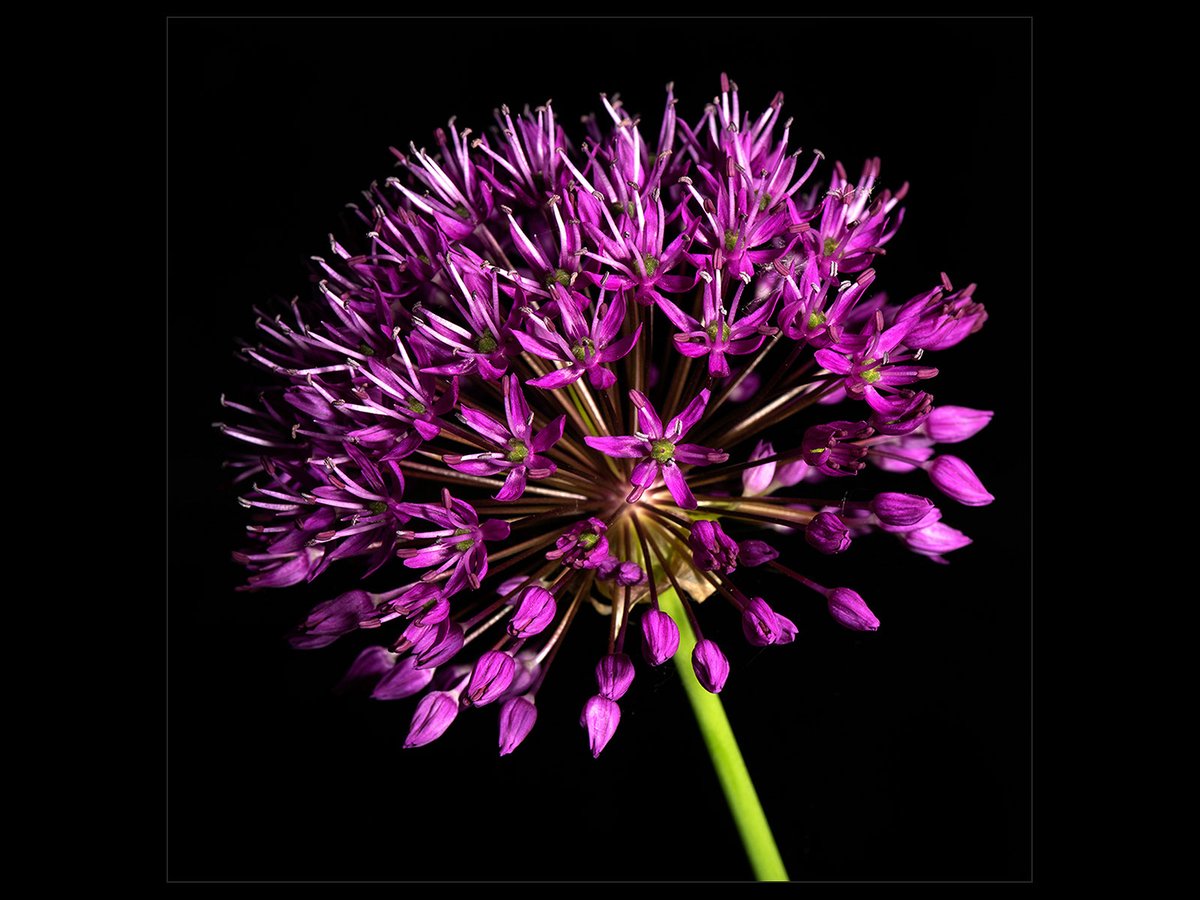 BSEPhotographic's tweet photo. Allium by Ian Mortlock
#ap_magazine
#naturephotography
#buryfreepress
#bbcnaturalhistory https://t.co/gcr3SC5AuV