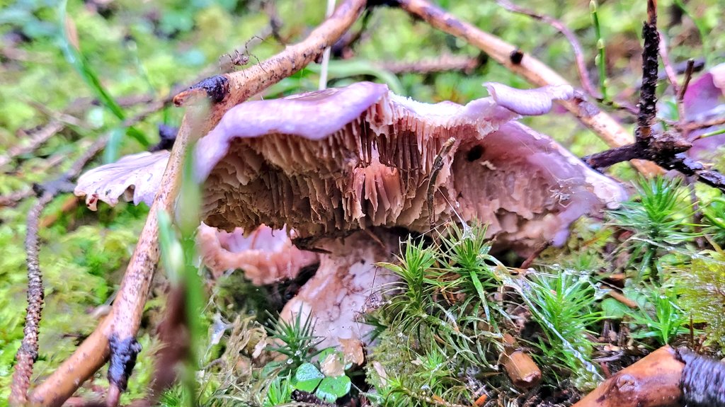 Der einzige Violette Rötelritterling (einer meiner absoluten Lieblingspilze) war leider eine Ruine.
#pilzefinden