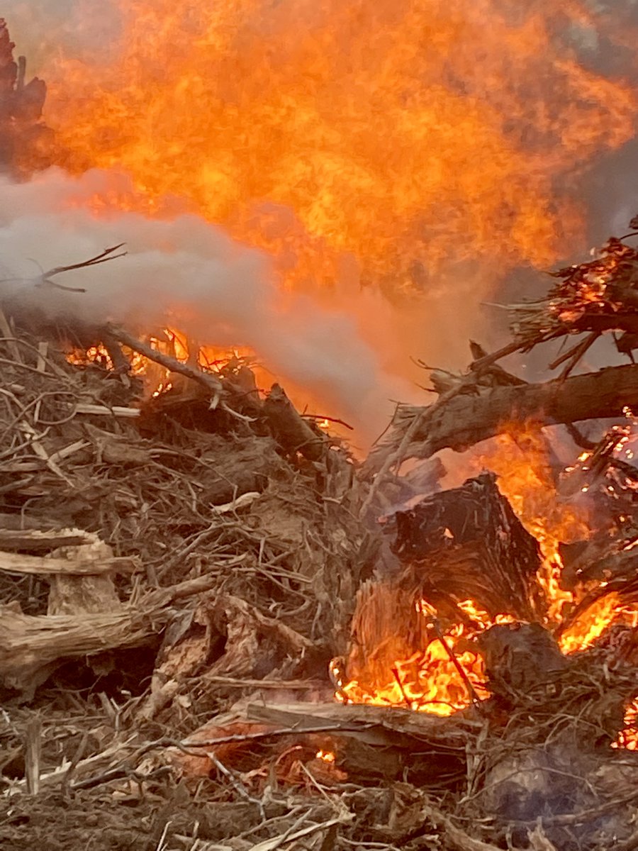 djloggingnc's tweet image. Burn em down. #TBT to a brush burn earlier this year 🔥
 #logging #clearning #burning