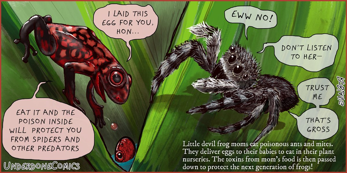 UnderdoneComics's tweet photo. If you hatched from an egg would you eat one of your unfertilized siblings?
That’s for the idea, Benedict Cucumberpatch!

#herpetology #spiders #science #comics #biology https://t.co/7hExUqbHzh