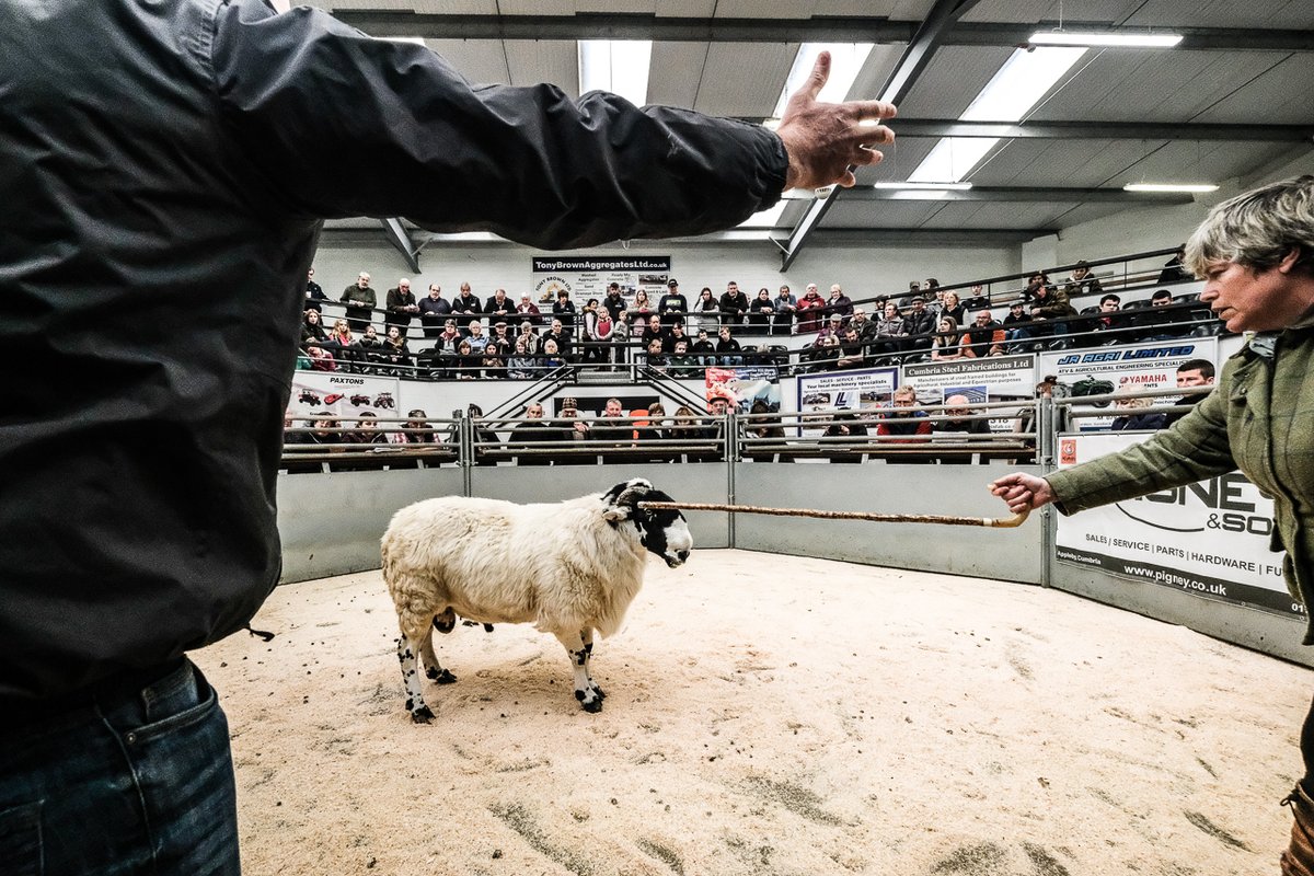 Bill Robertson (@billplumtree) on Twitter photo Wendy & Stephen Dickinson in complete control at <a href="/NWAuctions/">North West Auctions</a> J36 <a href="/RoughFellSheep/">RoughFellSheep</a> tup sale last month #SheepOfTheDay Wendy & Stephen Dickinson in complete control at <a href="/NWAuctions/">North West Auctions</a> J36 <a href="/RoughFellSheep/">RoughFellSheep</a> tup sale last month #SheepOfTheDay