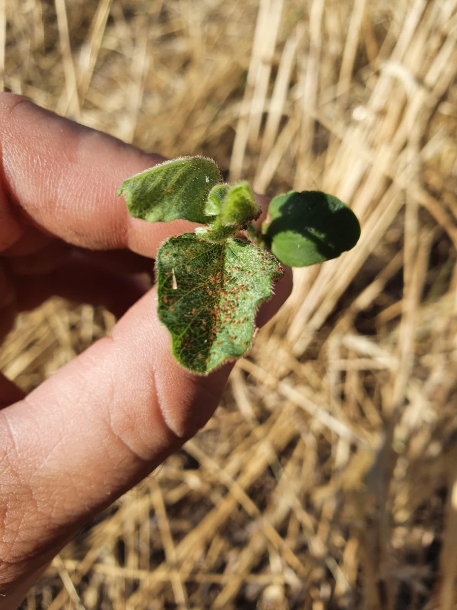 germantinari's tweet photo. Estimados Agricultores de Río Cuarto y zona....den la bienvenida  a la temporada de "Arañuela en Soja"
ATTO: @GuillermoRivet1 @magranetto https://t.co/xvhFcee1Bx