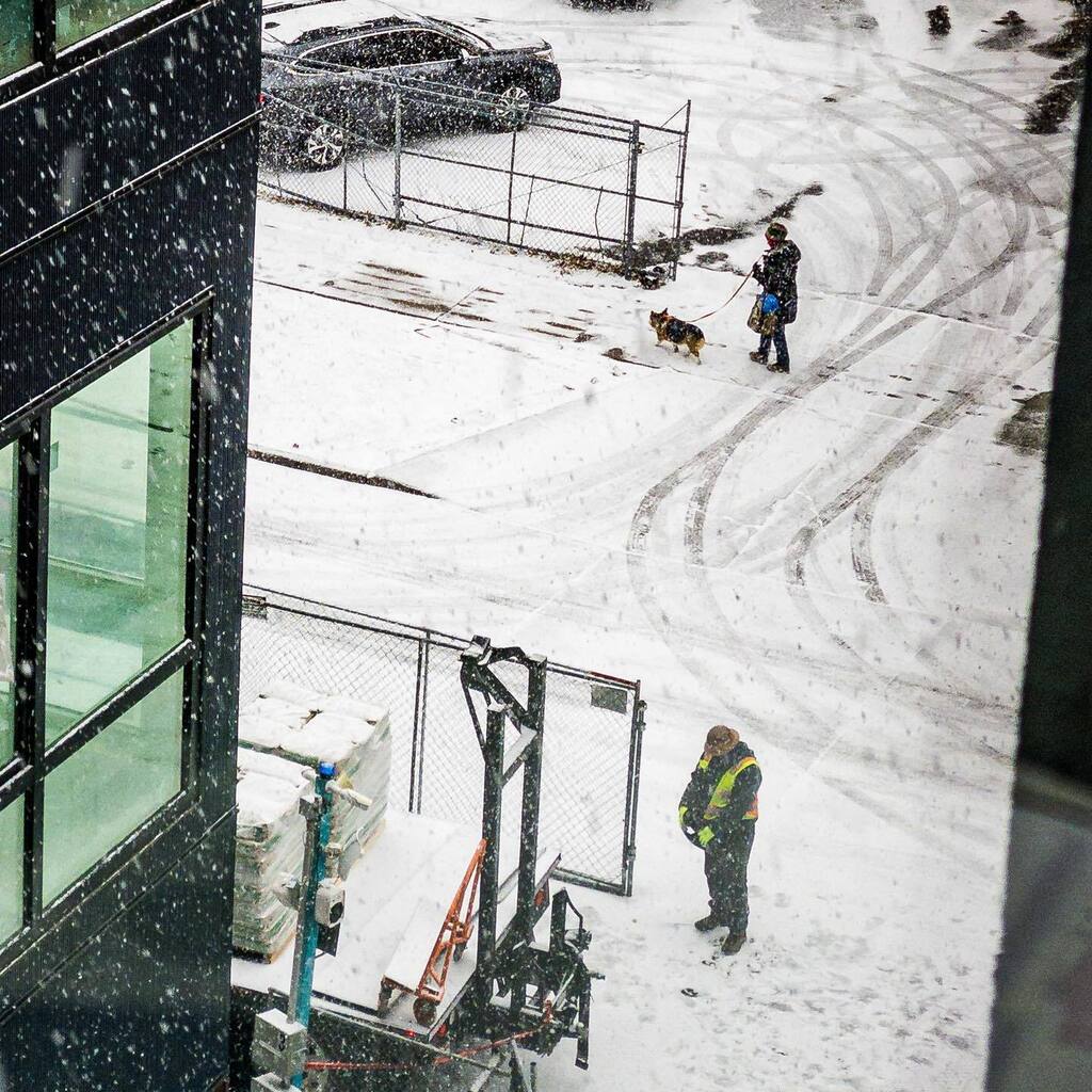 CorgMarshall's tweet image. Commuting to work with my #CorgMom. #corgi #snow #Denver … instagr.am/p/ClEZHTRJzwA/