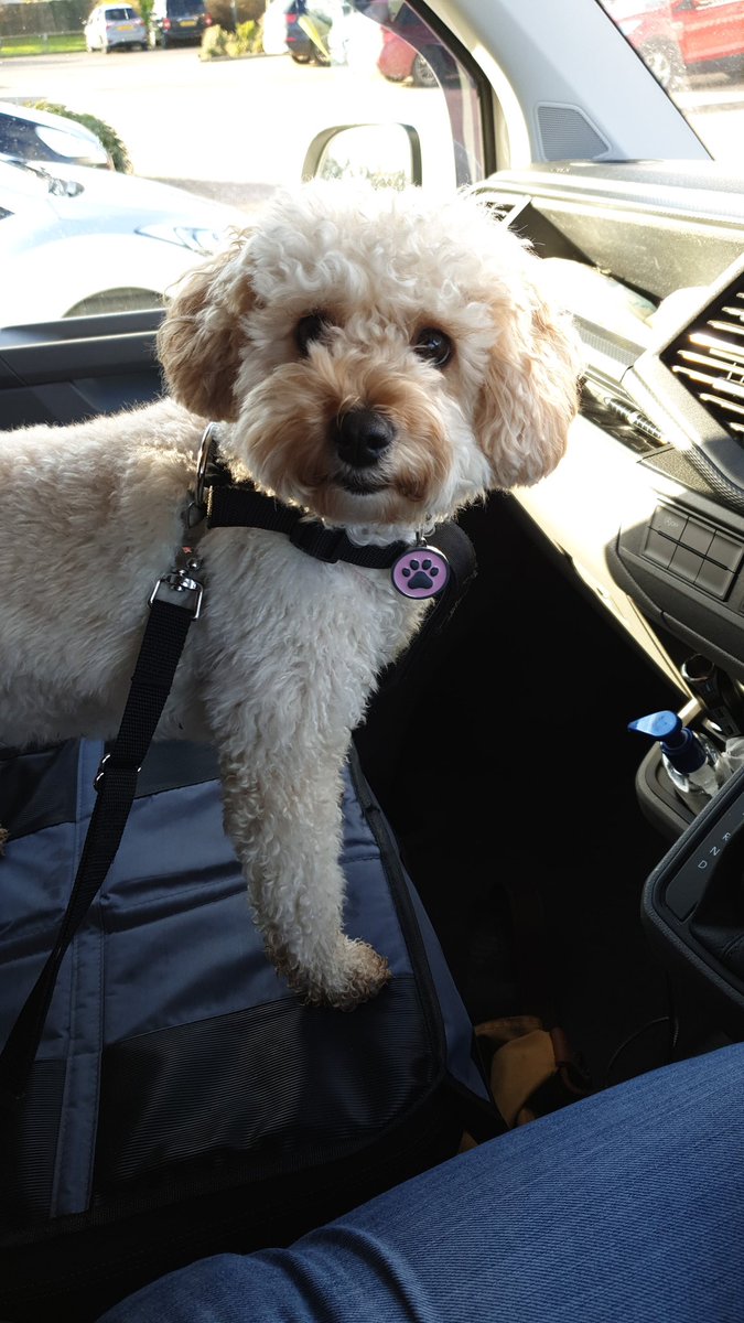 Tony70732681's tweet photo. @Jennife94501468 Campervan dog! https://t.co/NqFEkuMpok