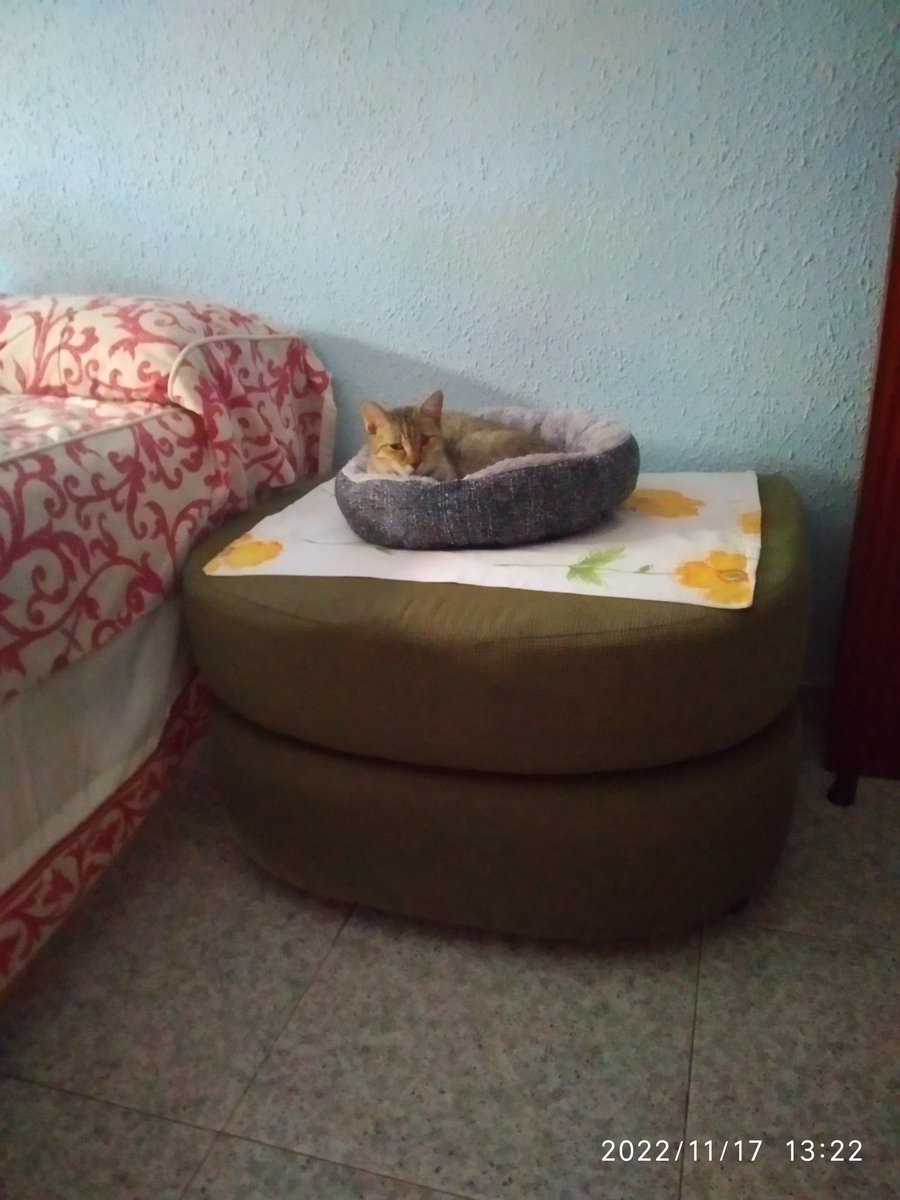 Sg73Danny's tweet image. Ahora yo,donde me pongo para ver la TV en mi cuarto,se ha hecho la dueña......