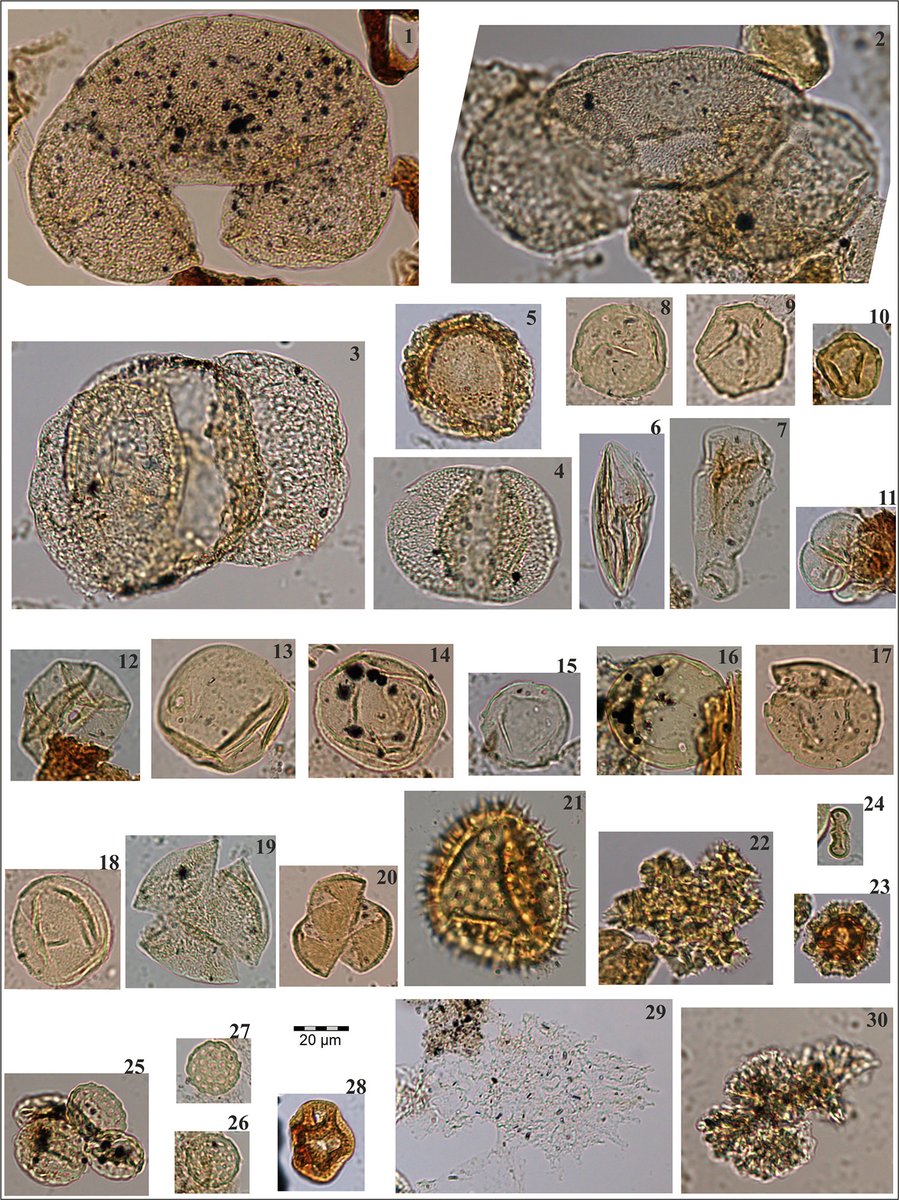 📝 A multi-#proxy record of palaeoenvironmental and palaeoclimatic conditions during Plio-#Pleistocene peat accumulation in the eastern flank of the Isparta Angle: A case study from the Şarkikaraağaç coalfield (Isparta, SW Central #Anatolia) 🇹🇷

🔗 doi.org/10.1016/j.coal…