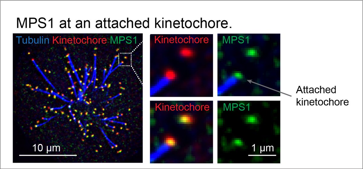New paper by the Gruneberg lab in <a href="/CurrentBiology/">Current Biology</a>, led by <a href="/DanHaywardPhD/">Dan Hayward</a> and <a href="/EmileRoberts97/">Emile Roberts</a>, changes the view of how MPS1 initiates the Spindle Assembly Checkpoint.

Read more on our website ⬇️ (Written by <a href="/ISiuShingWong/">Isaac Siu-Shing Wong</a>, edited by <a href="/BellaMaudlin/">Bella Maudlin</a>)

path.ox.ac.uk/news/changing-…