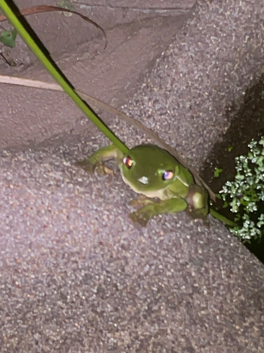 doodle_birb's tweet photo. Froggo the next night. https://t.co/fAKFgKy7zM