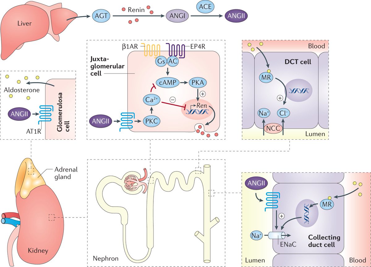 Nature Reviews Nephrology tweet media