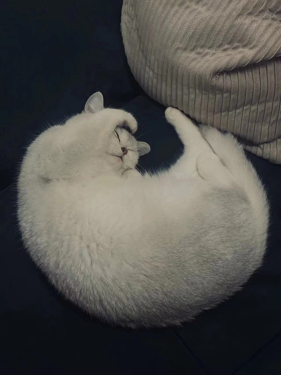 今天心情好，暂时接受你掉毛🙈