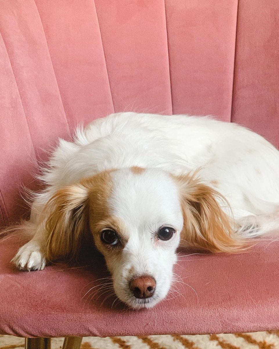 Influencer tweet media