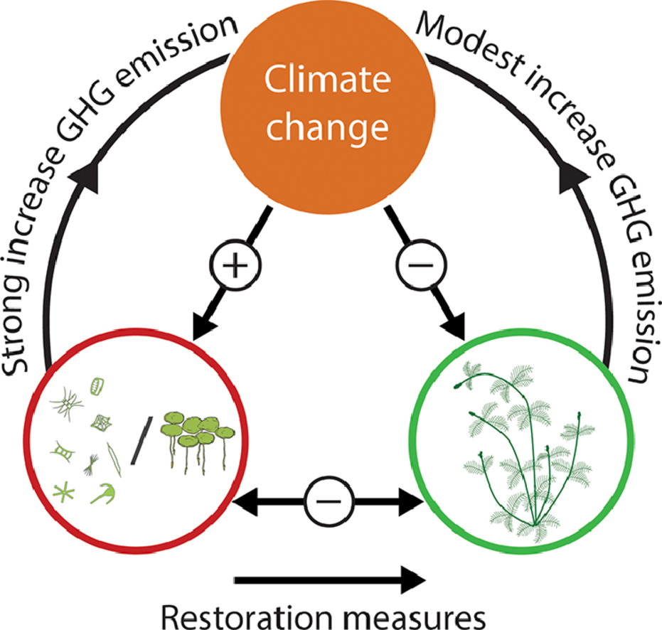 New NIOO publication: Temperature response of aquatic #greenhousegas emissions differs between dominant plant types. By <a href="/Mandy_Velthuis/">Mandy Velthuis</a> @thijsfrenken @DedmerW <a href="/AKWALisette/">AKWA</a> <a href="/KostenSarian/">Sarian Kosten</a> ao. 
doi.org/10.1016/j.watr…
