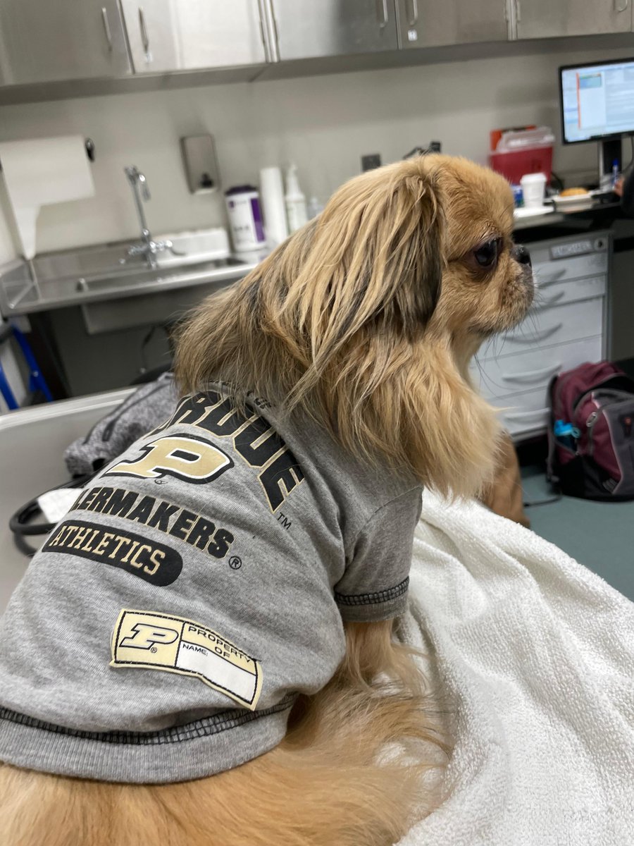 Tweet by Purdue Veterinary Medicine