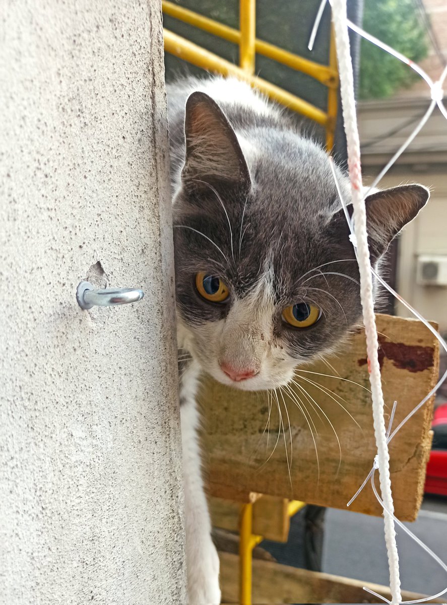 Buenas gente! Tengo en casa a este gato. Estaba perdido y se venía al balcón.
Lo vió un veterinario, es un macho de unos 4+ años y está castrado.
Tiene collar antipulgas y es muy dócil 
Desafortunadamente no me lo puedo quedar.
Me ayudan compartiendo así encuentra a su familia 🙌🏻
