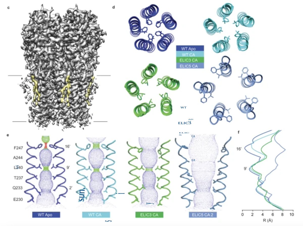 Our latest study is now published!

"Open-channel structure of a pentameric ligand-gated ion channel reveals a mechanism of leaflet-specific phospholipid modulation" nature.com/articles/s4146…