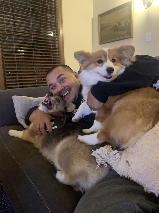 corgiizone's tweet photo. IF this doesn’t sum up having 2 corgis I don’t know what does https://t.co/6R7Sv8YURu