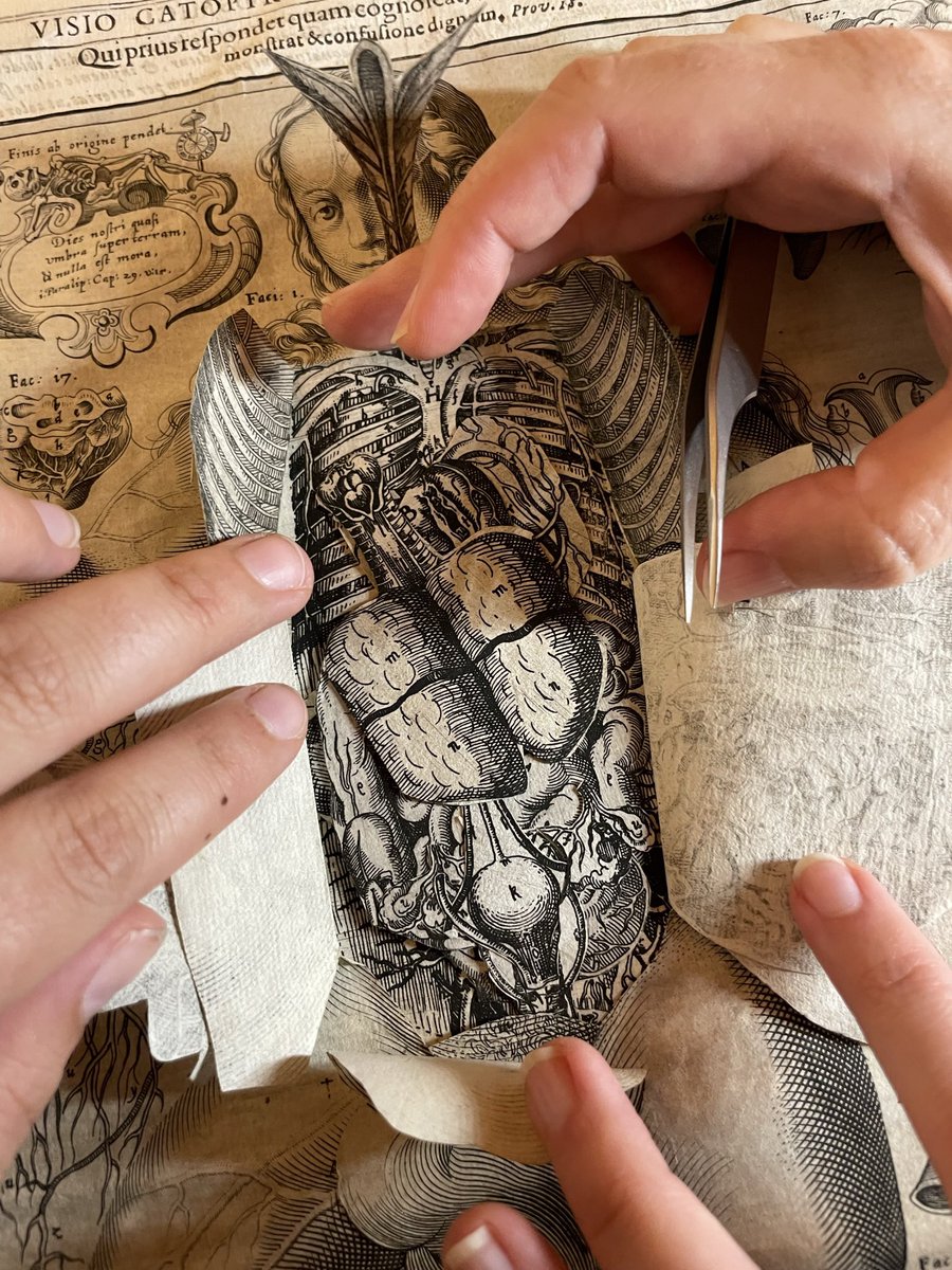 On my way to Chicago for #HSS2022 Looking forward to sharing a small part of my dissertation research on Johann Remmelin’s 17th c. flap anatomy sheets!