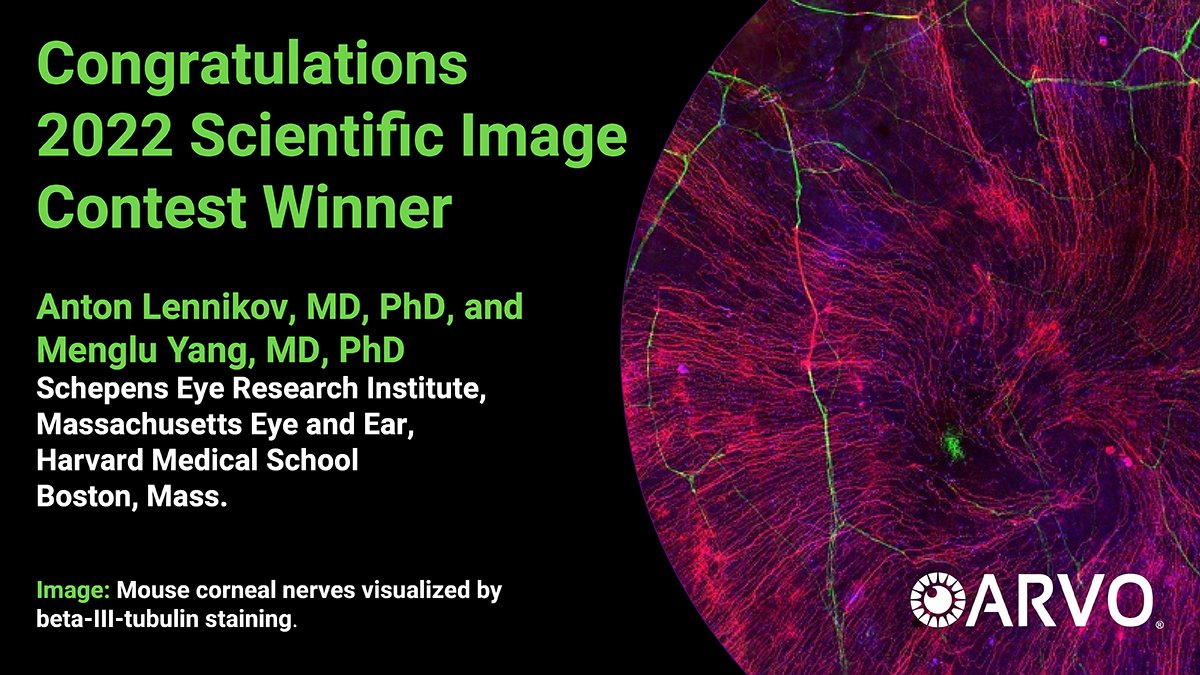 ARVO (@arvoinfo) on Twitter photo Congratulations to <a href="/lennikov/">Anton Lennikov</a> and <a href="/MengluYangMD/">Menglu Yang MD</a> (<a href="/MassEyeAndEar/">Mass Eye and Ear</a>)―winners of <a href="/ARVOinfo/">ARVO</a>'s 2022 Scientific Image Contest! Look for their vibrant image of mouse #cornealnerves, visualized by beta-III-tubulin staining, at #ARVO2023. #ARVOoutreach #ophthalmology #visionresearch #sciart Congratulations to <a href="/lennikov/">Anton Lennikov</a> and <a href="/MengluYangMD/">Menglu Yang MD</a> (<a href="/MassEyeAndEar/">Mass Eye and Ear</a>)―winners of <a href="/ARVOinfo/">ARVO</a>'s 2022 Scientific Image Contest! Look for their vibrant image of mouse #cornealnerves, visualized by beta-III-tubulin staining, at #ARVO2023. #ARVOoutreach #ophthalmology #visionresearch #sciart